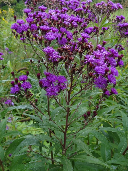 Vernonia noveboracensis