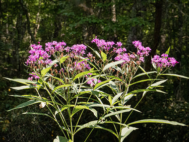 Vernonia noveboracensis (New York ironweed), a native perennial offered by Woodlanders.