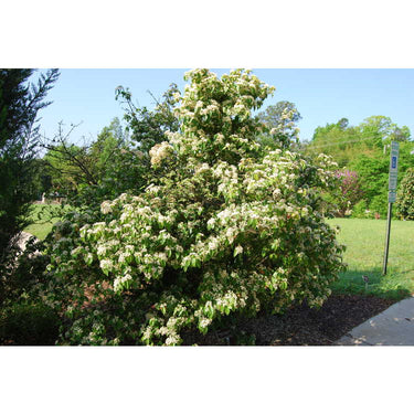 Viburnum luzonicum