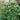 Viburnum obovatum Compactum dwarf evergreen shrub in bloom