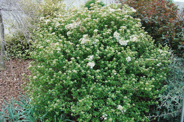 Viburnum obovatum Compactum dwarf evergreen shrub in bloom