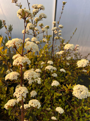 Viburnum 'Lord Byron' shrub with glossy dark evergreen foliage
