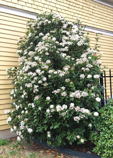 Viburnum tinus 'Spring Bouquet'
