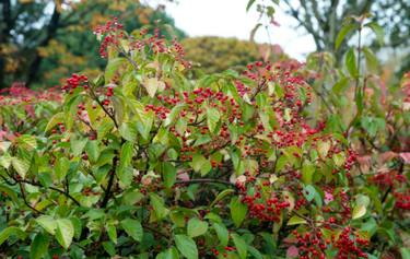 Viburnum japonicum