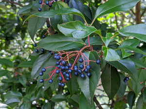 Viburnum propinquum, Chinese evergreen viburnum, glossy narrow dark green leaves