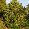 Viburnum awabuki Chindo shrub with red fruit cluster