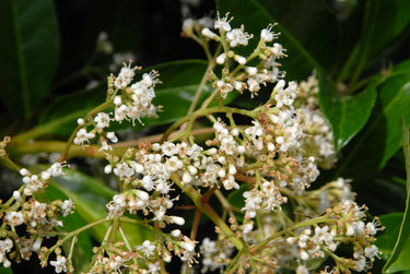 Viburnum awabuki Chindo shrub with red fruit cluster