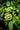 Viburnum cinnamomifolium