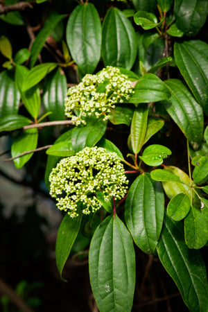 Viburnum cinnamomifolium cinnamon-leaf viburnum, glossy triple-veined evergreen leaves