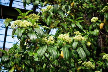 Viburnum cinnamomifolium