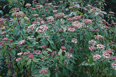 Viburnum tinus