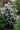 Viburnum tinus