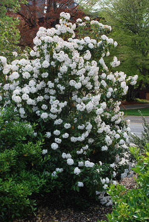 Viburnum tinus