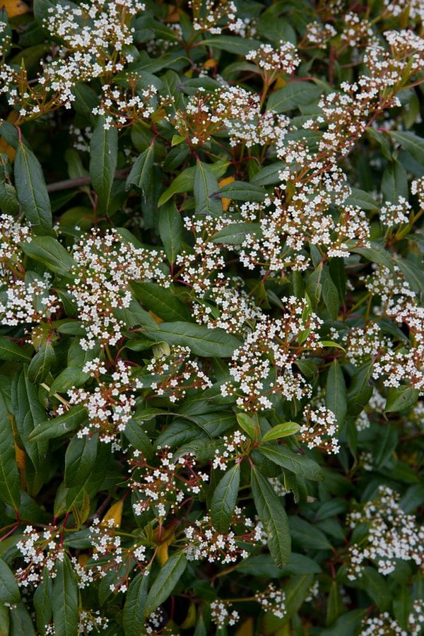 Viburnum x globosum 'Jermyn's Globe'