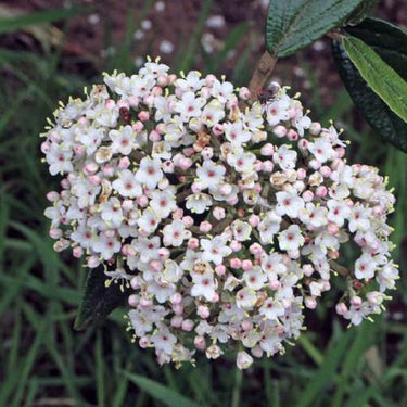 Decker viburnum with evergreen foliage and spring flowers