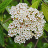 Decker viburnum with evergreen foliage and spring flowers