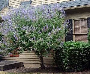 Vitex agnus-castus, chaste tree, violet-blue summer flower spikes above gray-green foliage