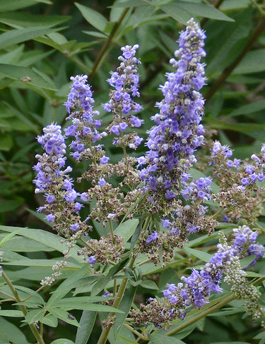 Vitex agnus-castus