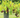 Triumph muscadine grape vine with bronze Vitis rotundifolia fruit