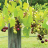 Triumph muscadine grape vine with bronze Vitis rotundifolia fruit