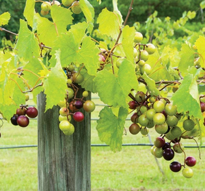 Vitis rotundifolia 'Triumph', bronze muscadine grape, clusters of bronze-green fruit on the vine