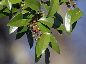 Smilax smallii, Jackson vine, glossy lance-shaped evergreen leaves climbing a support.