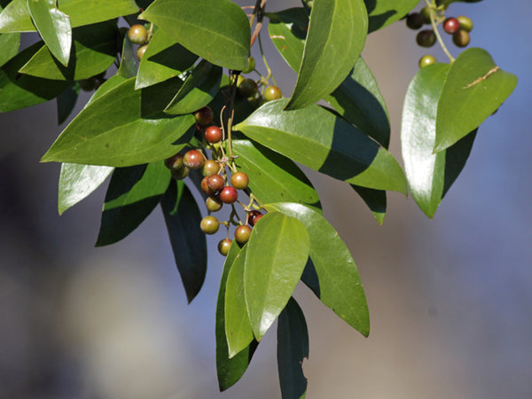Smilax smallii
