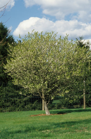 Crataegus opaca western mayhaw with white spring bloom on bare gray branches