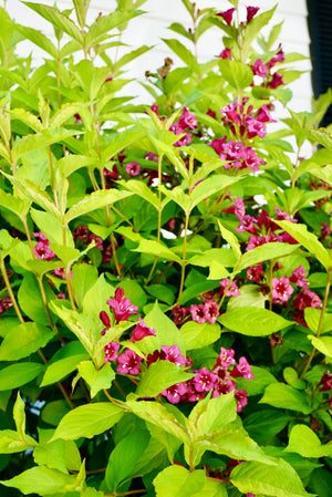 Weigela florida 'Java Red', rose-pink funnel flowers against purple-tinged foliage on a deciduous shrub