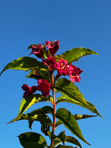 Java Red Weigela shrub with purple foliage and pink flowers