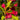 Java Red Weigela shrub with purple foliage and pink flowers
