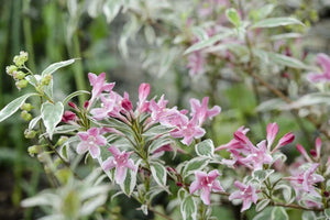Weigela florida 'Variegata', variegated weigela, cream-edged leaves and deep rose-pink flowers