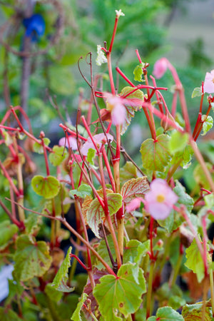 Begonia grandis, hardy begonia, soft pink flowers in pendent clusters