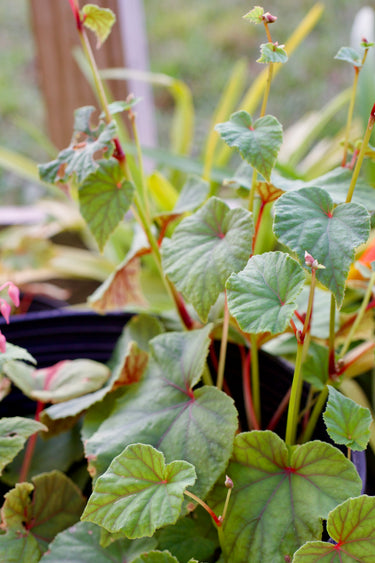 Begonia grandis (pink)