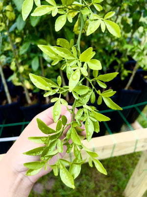 Citrus US-1516, USDA hardy citrus rootstock, vigorous thorny evergreen seedling.