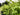 Picture of Woodlanders Citrus 942 plant
