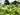 Woodlanders Citrus 942 plant