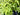 Picture of Woodlanders Citrus 942 plant