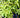 Picture of Woodlanders Citrus 942 plant