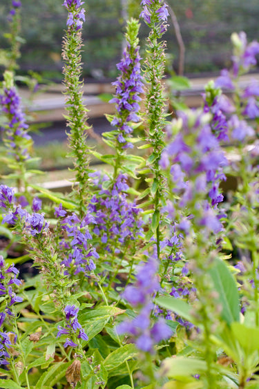 Lobelia siphilitica