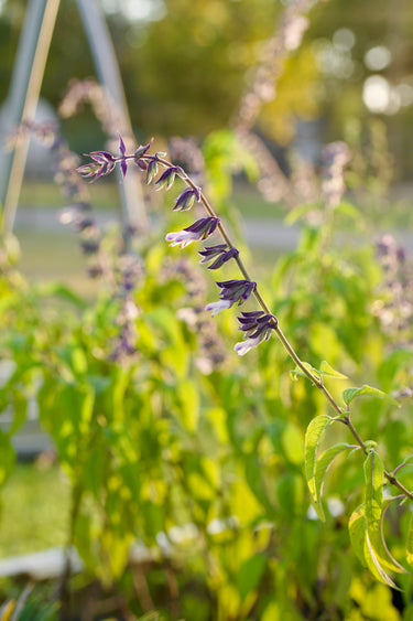 Salvia ‘Phyllis Fancy’