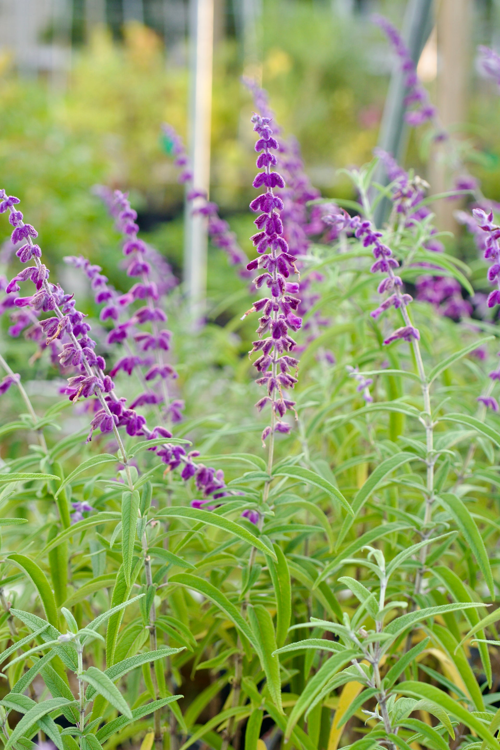 mexican lavender flower Salvia leucantha 'Midnight'