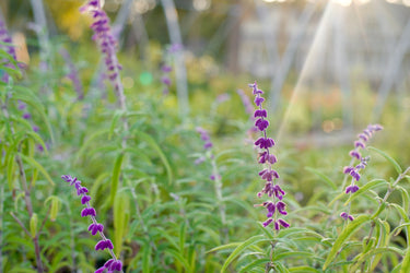 Salvia leucantha 'Midnight'