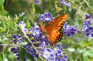 Duranta erecta, golden dewdrop, arching sprays of lilac-blue flowers on a warm-climate shrub.