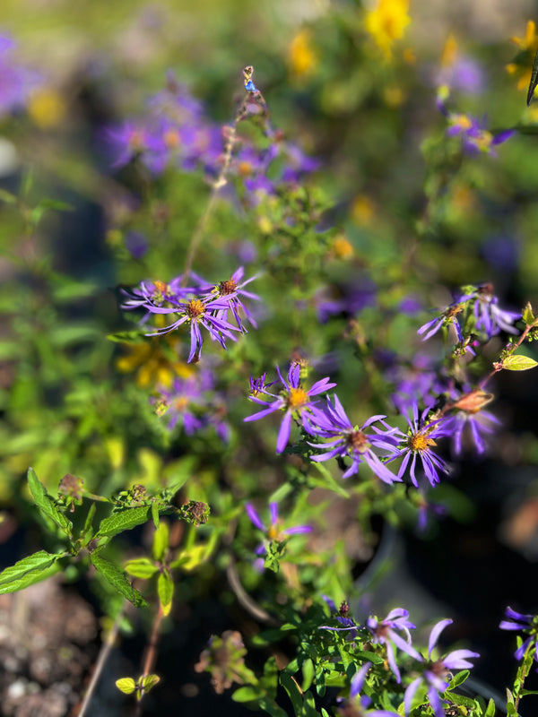 Symphyotrichum grandiflorum