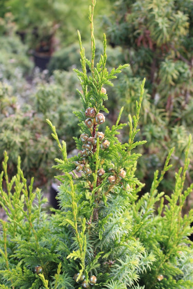 Xanthocyparis vietnamensis
