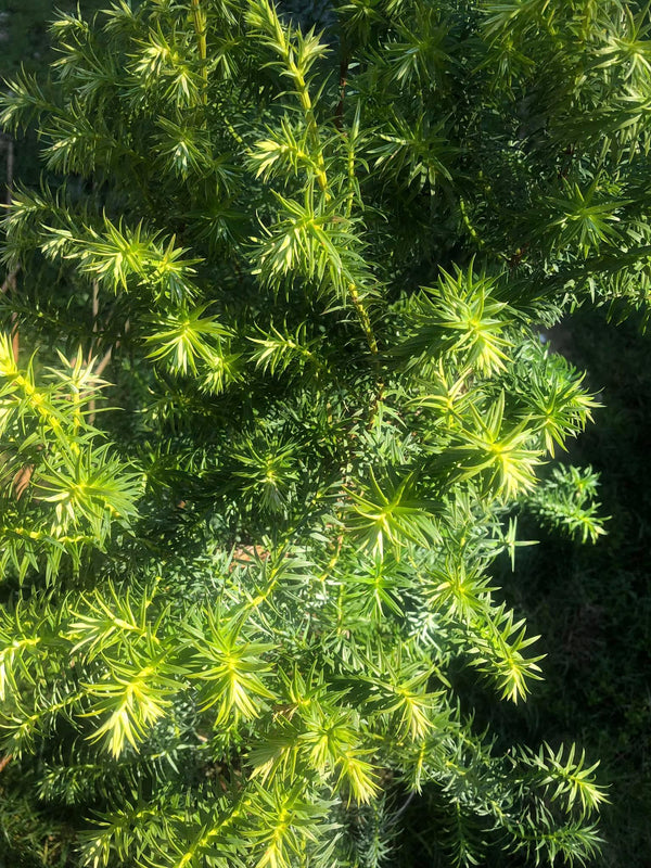 Xanthocyparis vietnamensis