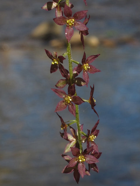 Xanthorhiza simplicissima