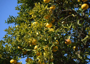 Yuzu Ichandrin, cold-hardy yuzu citrus tree with gold fruit and glossy evergreen foliage