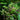 Zanthoxylum clava-herculis native butterfly host tree